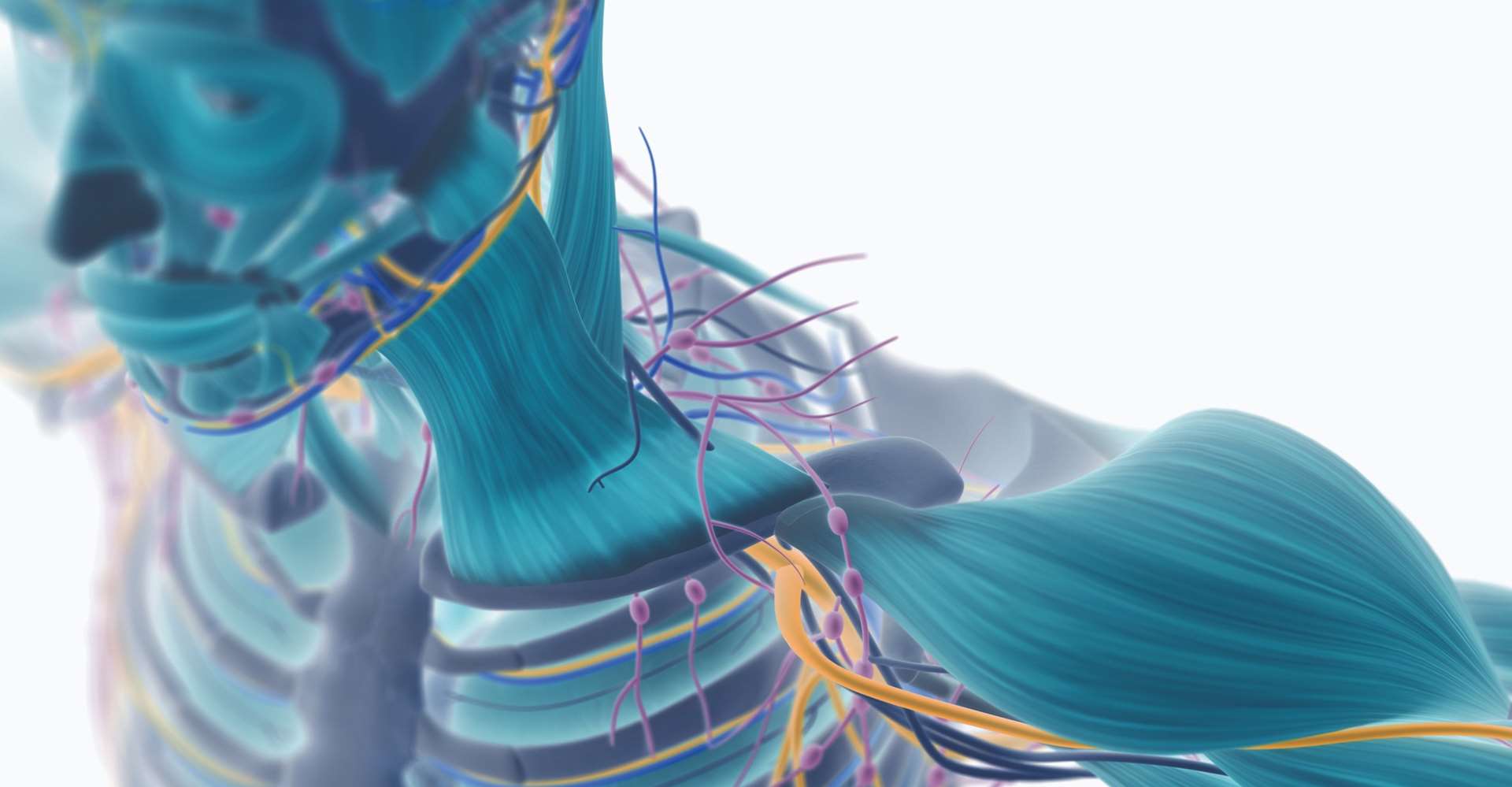 اختلالات عصبی- عضلانی- اسکلتی 2